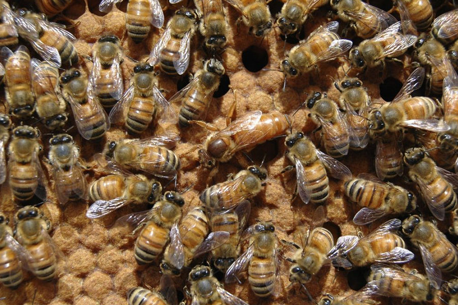 Covata
